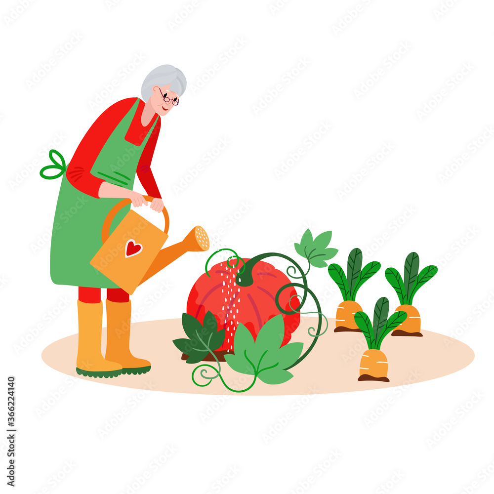 Senior Woman watering garden. Active Old farmer caring about pumpkin, carrots. Aged Retired harvesting in summer. Senior Woman watering garden. Active Old farmer caring about pumpkin, carrots. Aged Retired harvesting in summer.