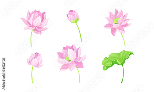 Open Tender Lotus Flower Bud on Leaf Stalk Vector Set © Happypictures