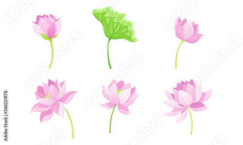 Open Tender Lotus Flower Bud on Leaf Stalk Vector Set