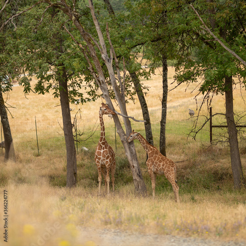 Zoo  two giraffes on the background of trees and grass