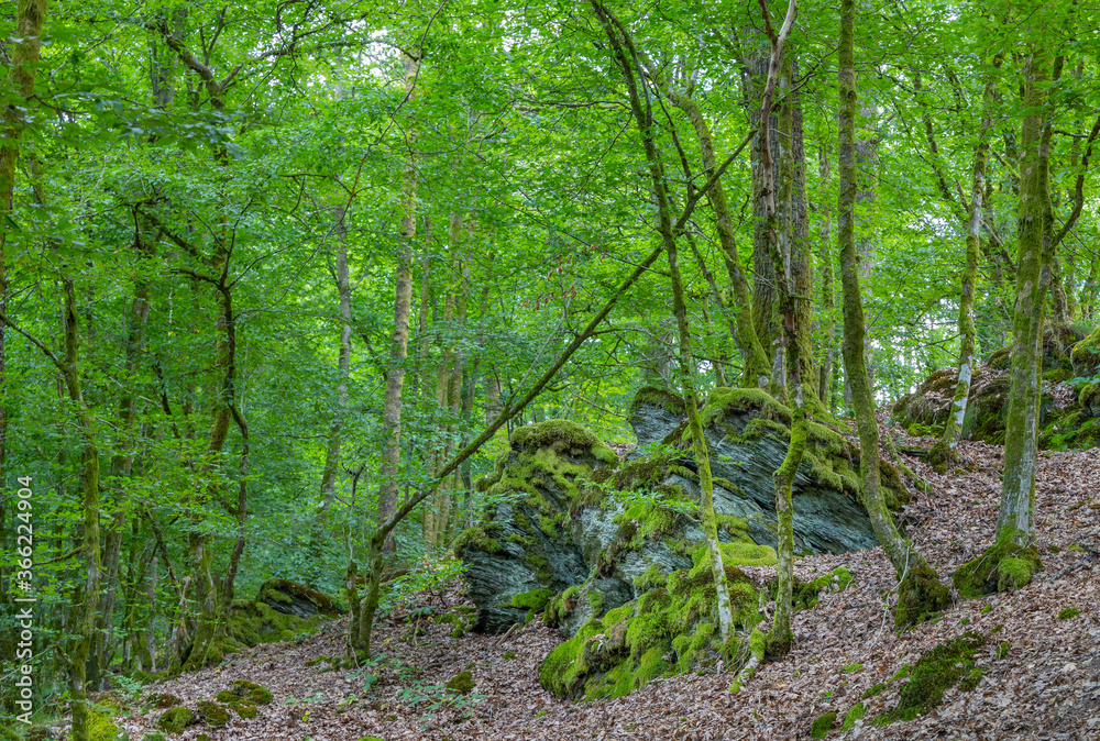 Obraz premium Old forest in the Belgian Ardennes in the region of Bouillon during summer time.