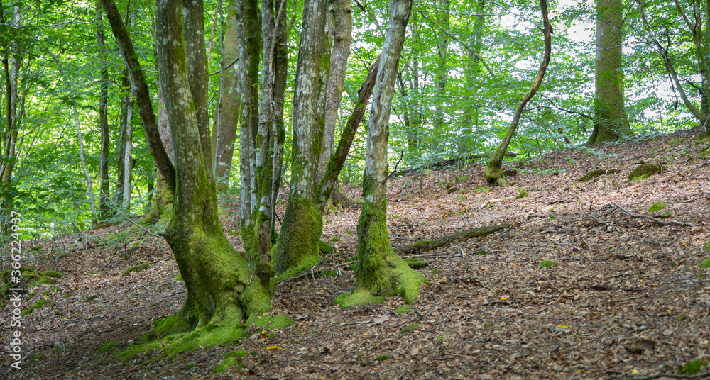 Old forest in the Belgian Ardennes in the region of Bouillon during summer time. Old forest in the Belgian Ardennes in the region of Bouillon during summer time.