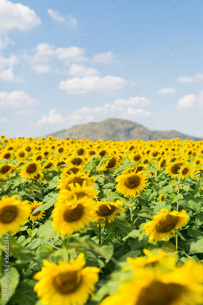 saraburi sunflower field high season
