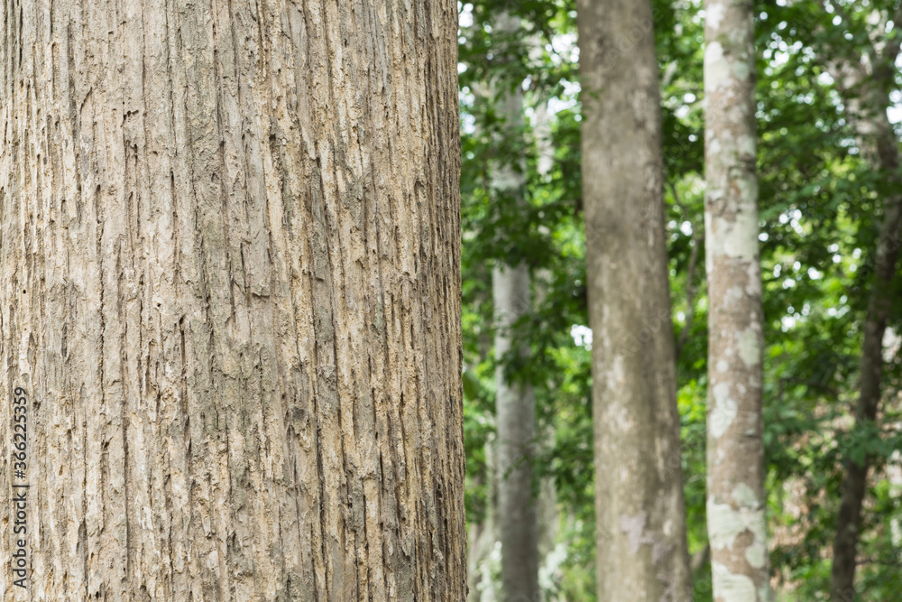 Fototapeta premium Teak tree in the forest with blurred background