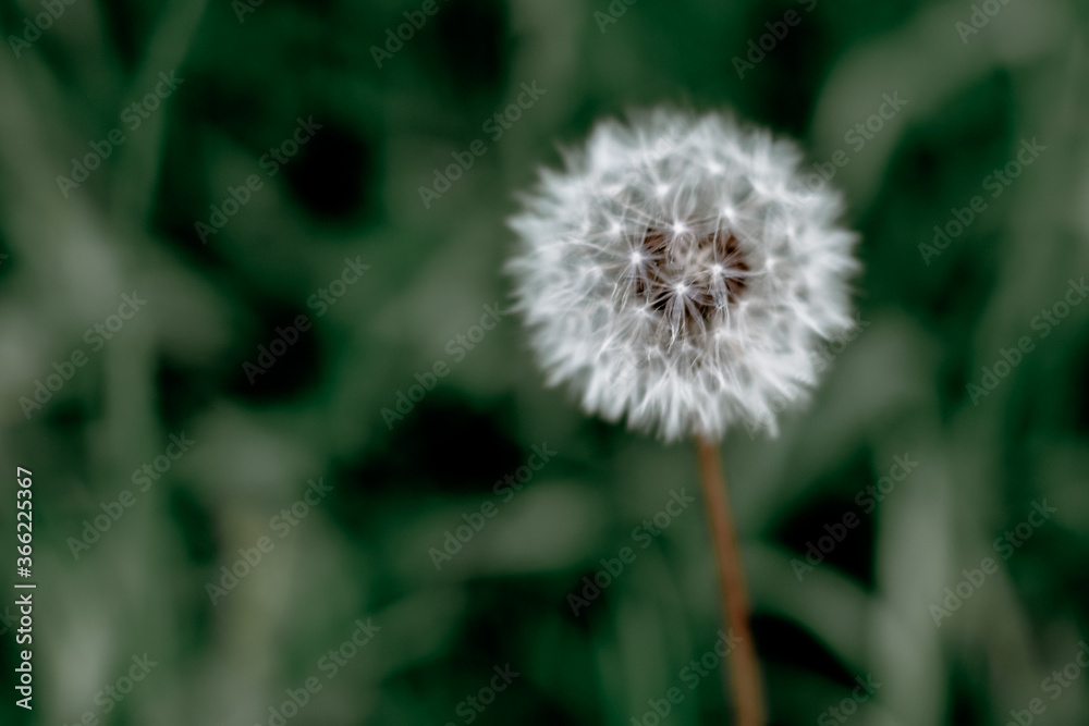 White dandelions on green background. Summer, nature background White dandelions on green background. Summer, nature background