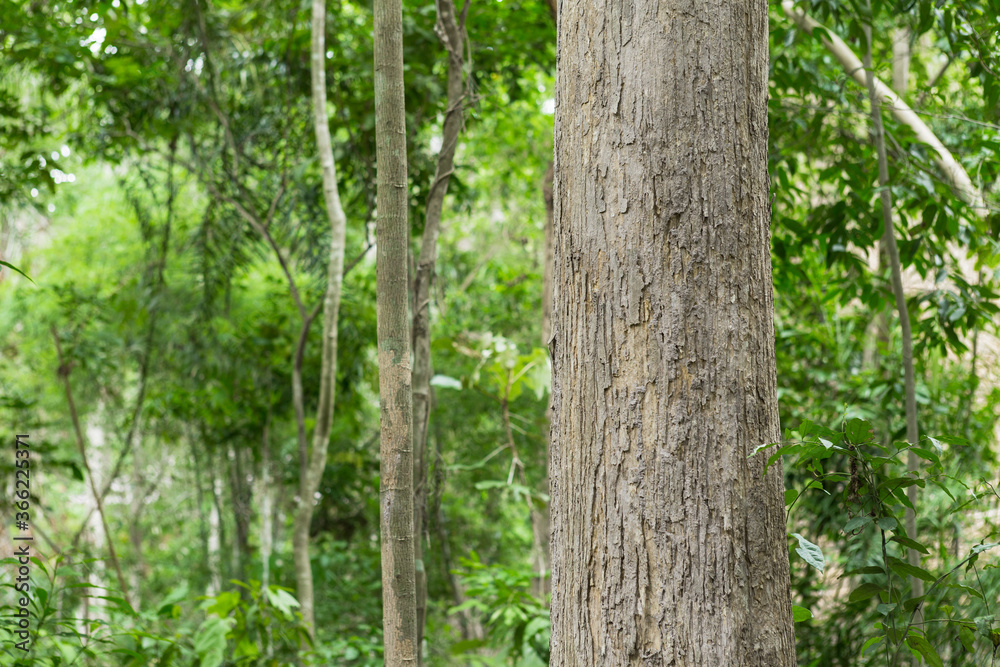 Teak tree in the forest Teak tree in the forest