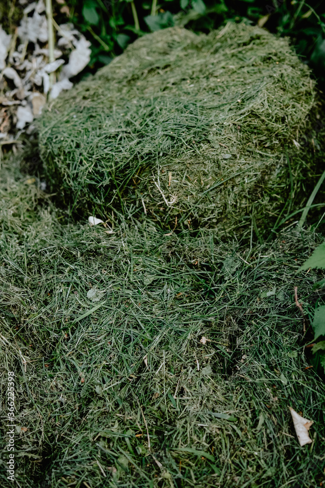 green moss on the floor, moss closeup, macro. Beautiful background of moss for wallpaper. green moss on the floor, moss closeup, macro. Beautiful background of moss for wallpaper.