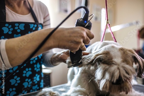 Dog groomer hairdresser cutting hair