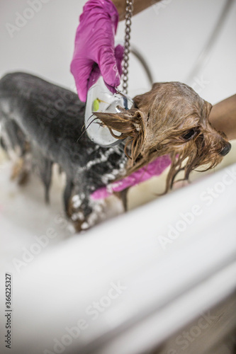 Fototapeta Naklejka Na Ścianę i Meble -  Dog shower bathing washing cleaning