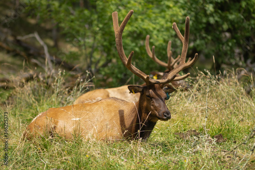 Huge deer sleeps in the grass in nature, zoo or reserve