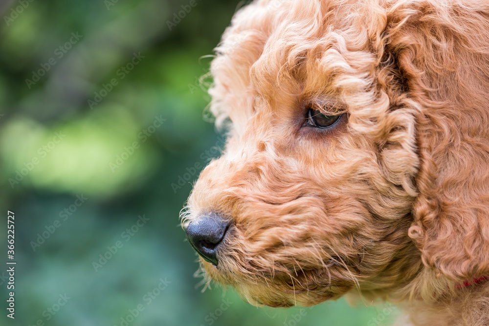 Fototapeta premium Close, shallow focus of the head of an adorable mini poodle puppy seen in an outdoor location, during her exercise.