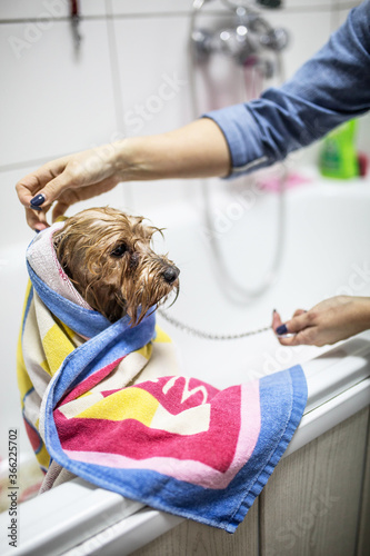 Plakat dog and owner
