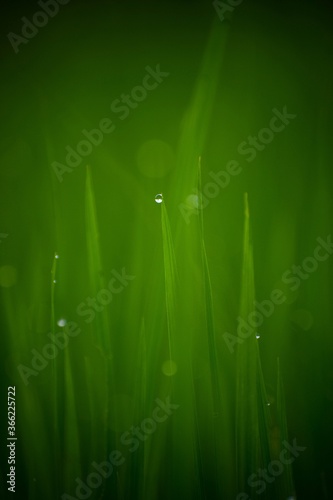 green grass with dew drops