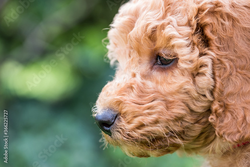 Close, shallow focus of the head of an adorable mini poodle puppy seen in an outdoor location, during her exercise.