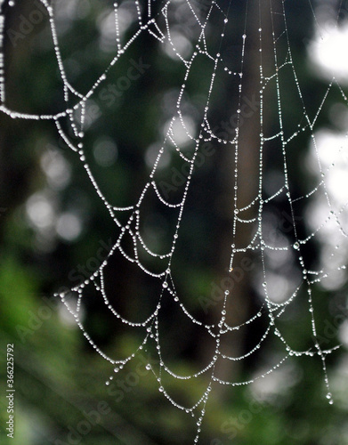 Dews in cobweb looms like pearls neckless looks mesmerizing at Darjeeling, India. Monsoon gives a tremendous different variety of pictorial views to capture.