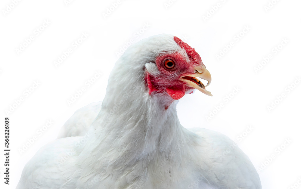 Chicken in photostudio