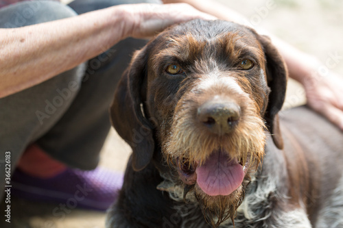 Hunting dog resting on the grass, German hunting watchdog drahthaar