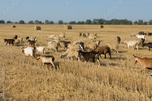 A herd of goats graze on a mown field after harvesting wheat. Large round bales of stacks. © Mountains Hunter