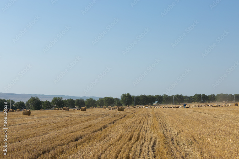 A herd of goats graze on a mown field after harvesting wheat. Large round bales of stacks.