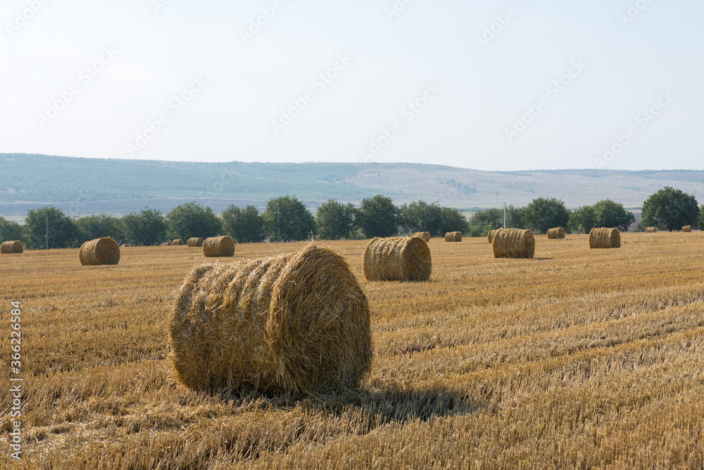 Field after harvest in the morning. Large bales of hay in a wheat field.