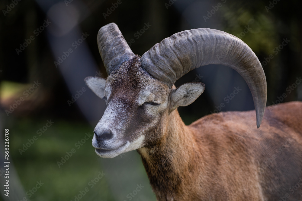 portrait of a mountain goat