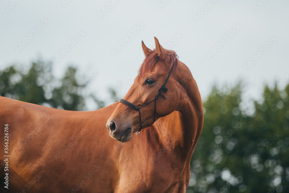 portrait of a brown chestnut horse running in paddock and nature, galopping and walking. Portraiture of a young horse.  