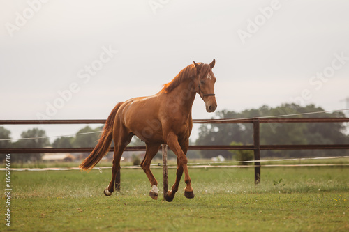 portrait of a brown chestnut horse running in paddock and nature  galopping and walking. Portraiture of a young horse.  