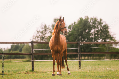 portrait of a brown chestnut horse running in paddock and nature, galopping and walking. Portraiture of a young horse.   photo