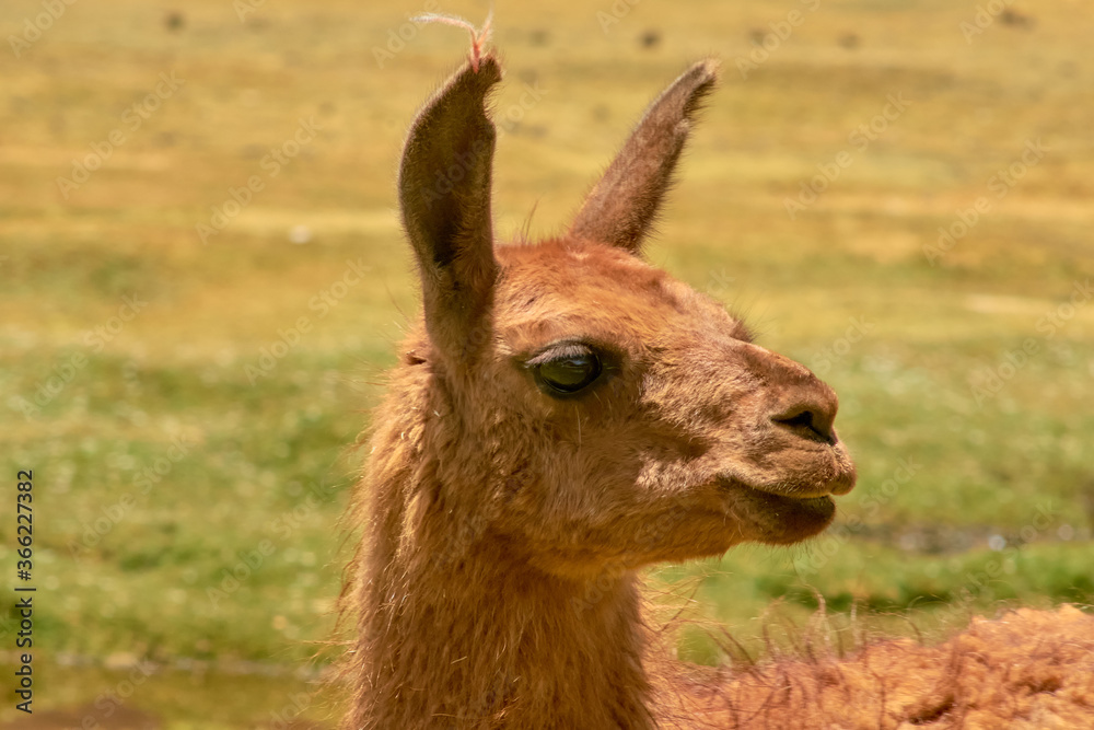 Obraz premium Yamas at Mallcu Garden and Caves - South of Bolivia.