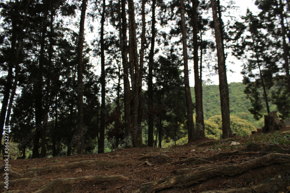 Obraz premium Bosque 