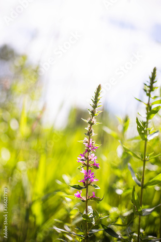 Fleur
