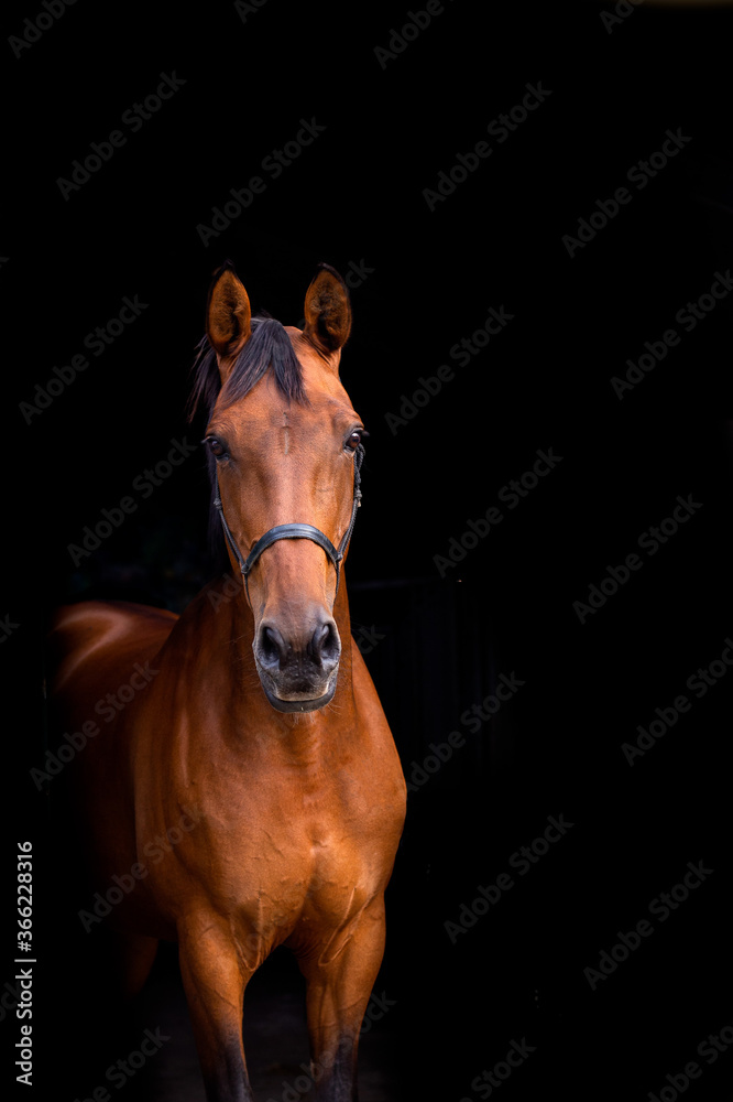 Obraz premium Blackphoto portrait of a brown horse inside, horse looking into camera, brown horses, mare, cross country, dressage, showjumping
