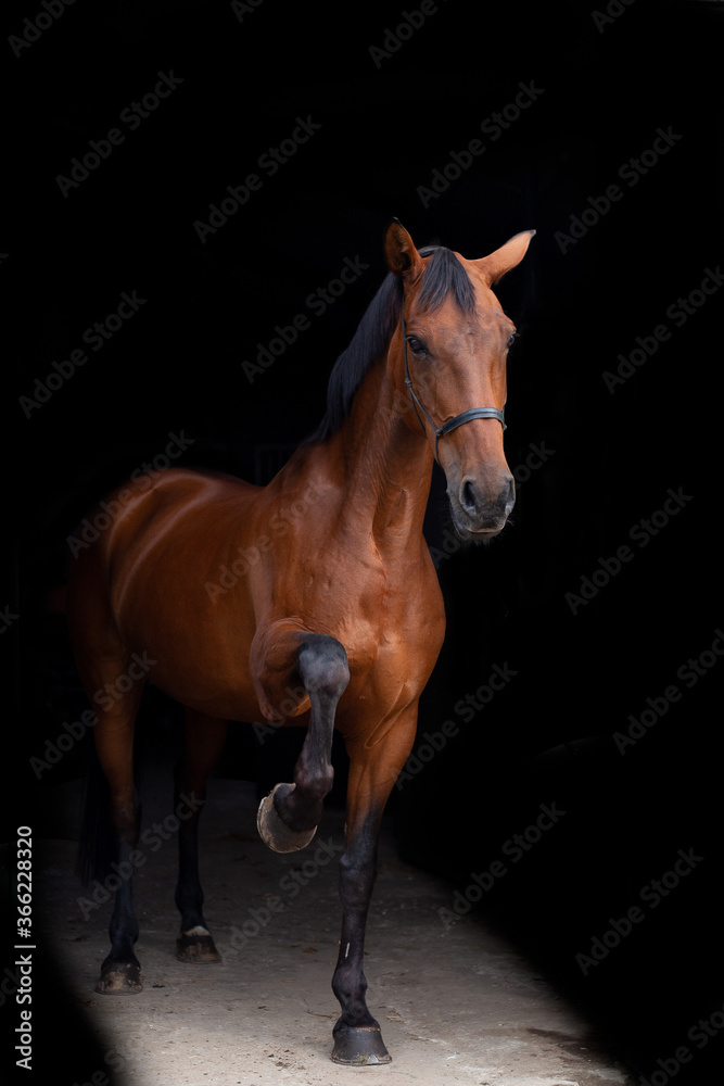 Obraz premium Blackphoto portrait of a brown horse inside, horse looking into camera, brown horses, mare, cross country, dressage, showjumping