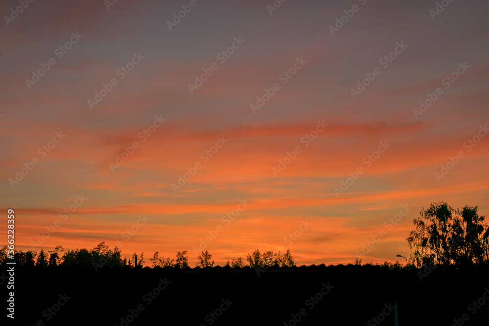 colorful sunset skies and black tree silhouettes, summer