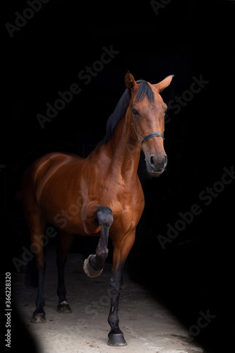 Blackphoto portrait of a brown horse inside, horse looking into camera, brown horses, mare, cross country, dressage, showjumping
