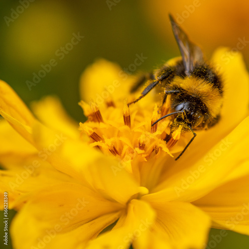 Close-up of a bumblebee on orange flower
