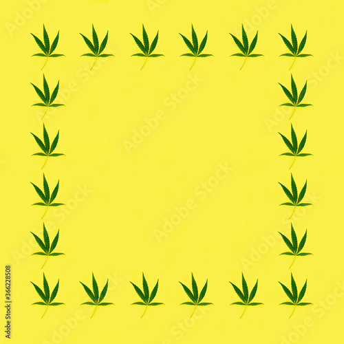 Fototapeta Naklejka Na Ścianę i Meble -  Frame from Cannabis Leaves on yellow paper background.