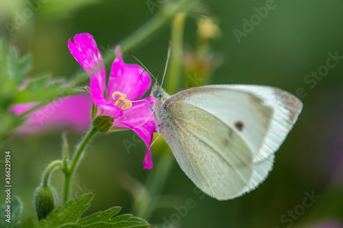 Close-up of a white butterfly on a violet flower