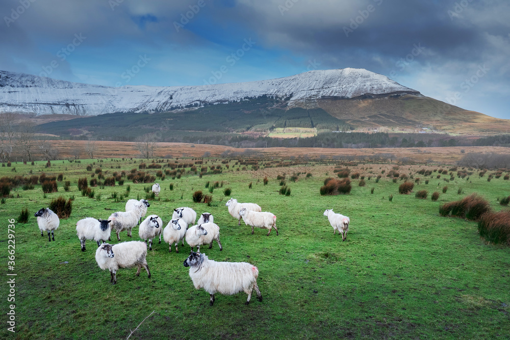 Flock of sheep in a green field. Mountain covered in snow in the background. Winter season, Rural Ireland.  Blue cloudy sky. Farming and agriculture in winter season