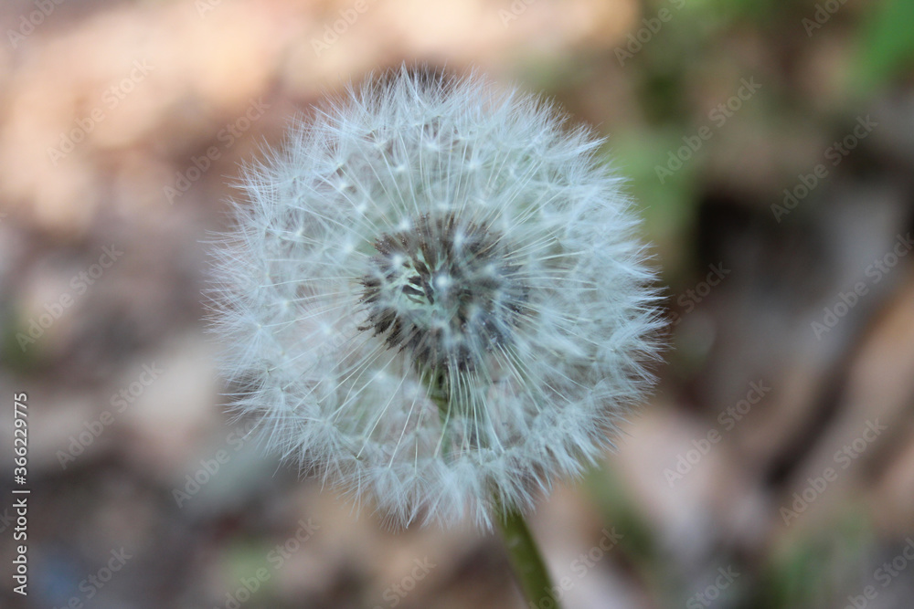 Close-up of a dandelion in spring, Kyoto, Japan