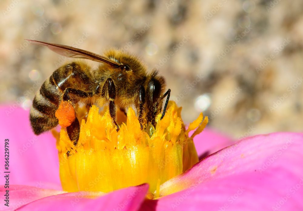 bee on flower bee on flower