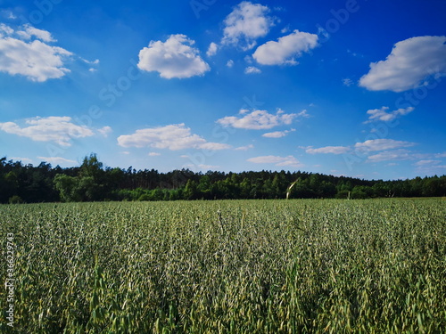 Oat field against the backdrop of the forest and blue sky.