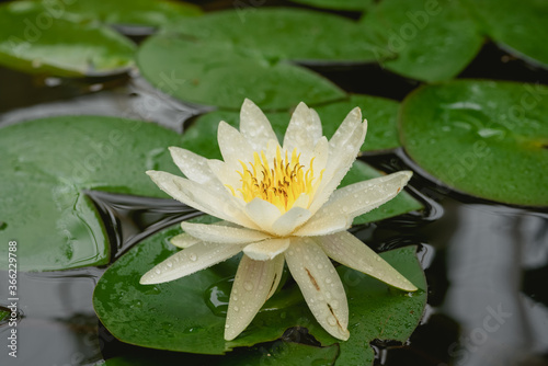 A blooming water lily in the pond