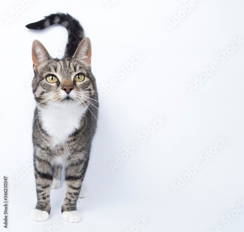 Tabby cat in photostudio © purrfectphotographs