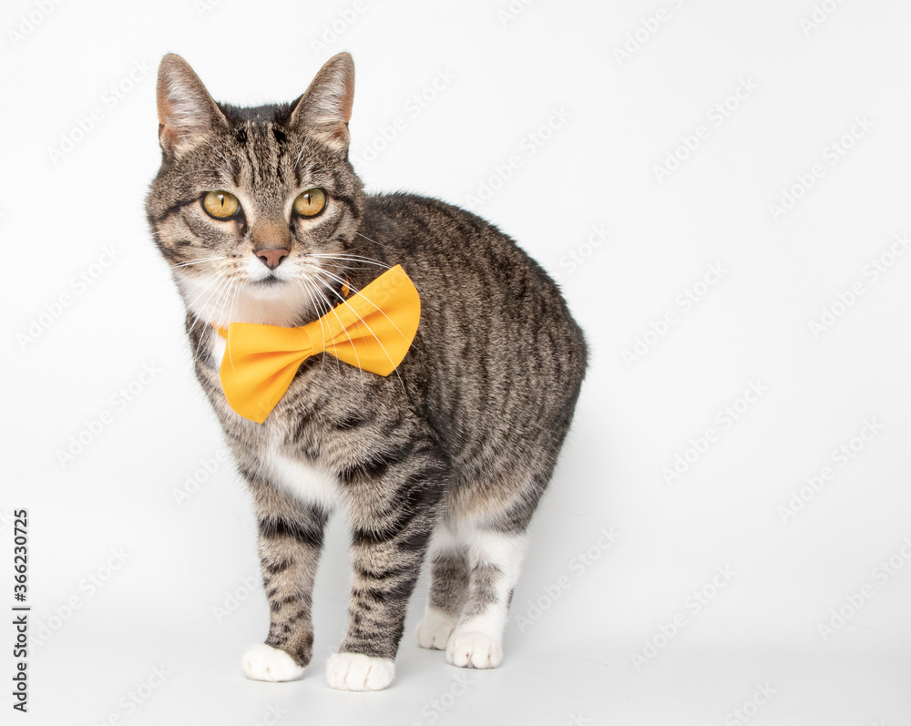 Fototapeta premium Tabby cat with bowtie