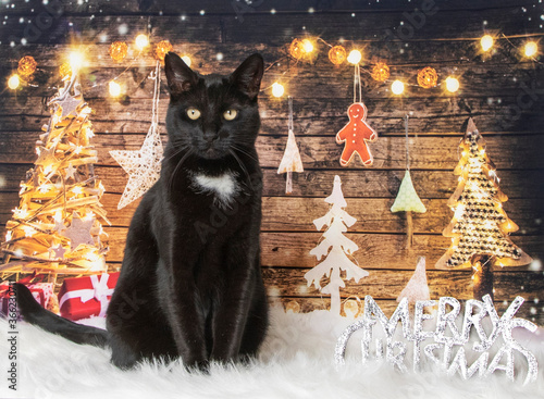 Christmas cat studio