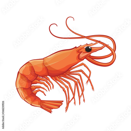 vector shrimp prawn isolated on white background
