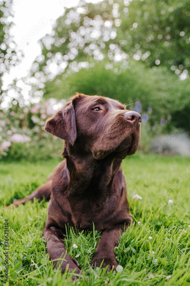 Brown chocolate labrador portrait playing outside in garden nature, looking into and away from camera, puppy dog, dog outside sticking toungue out. Brown chocolate labrador portrait playing outside in garden nature, looking into and away from camera, puppy dog, dog outside sticking toungue out.