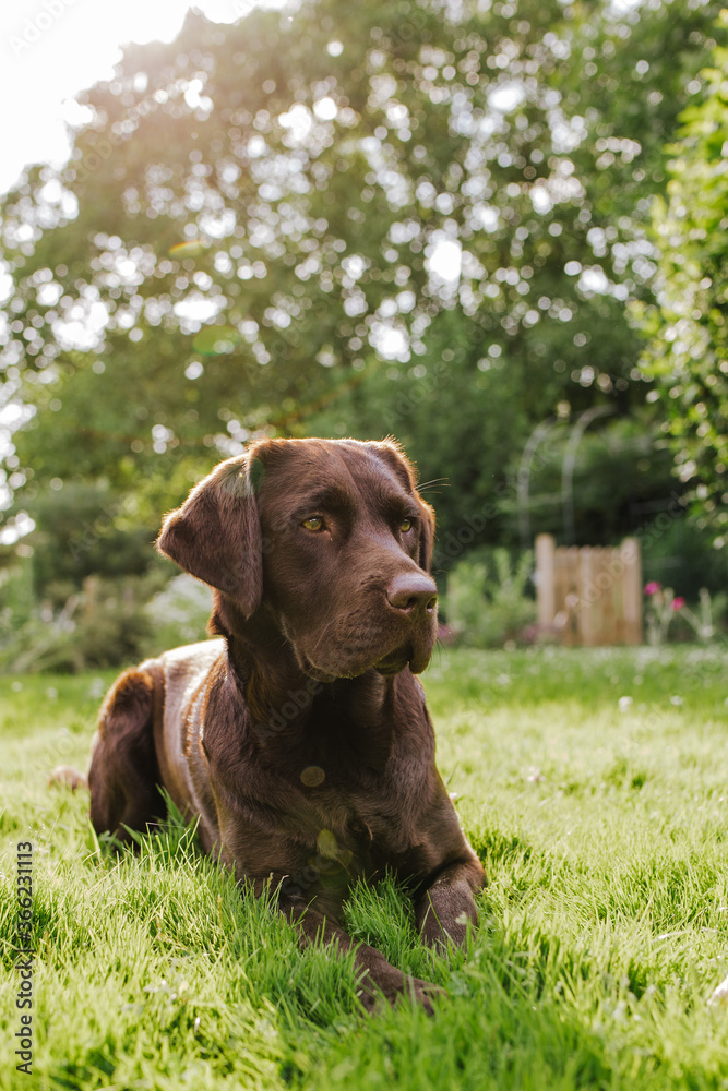 Brown chocolate labrador portrait playing outside in garden nature, looking into and away from camera, puppy dog, dog outside sticking toungue out. Brown chocolate labrador portrait playing outside in garden nature, looking into and away from camera, puppy dog, dog outside sticking toungue out.