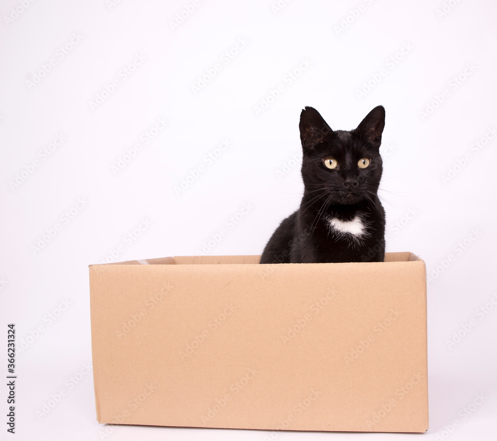 Black cat in box